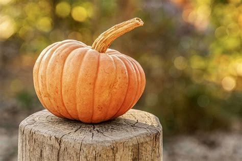 fampkips|All Types of Pumpkins – The Ultimate Guide to 40 Varieties.